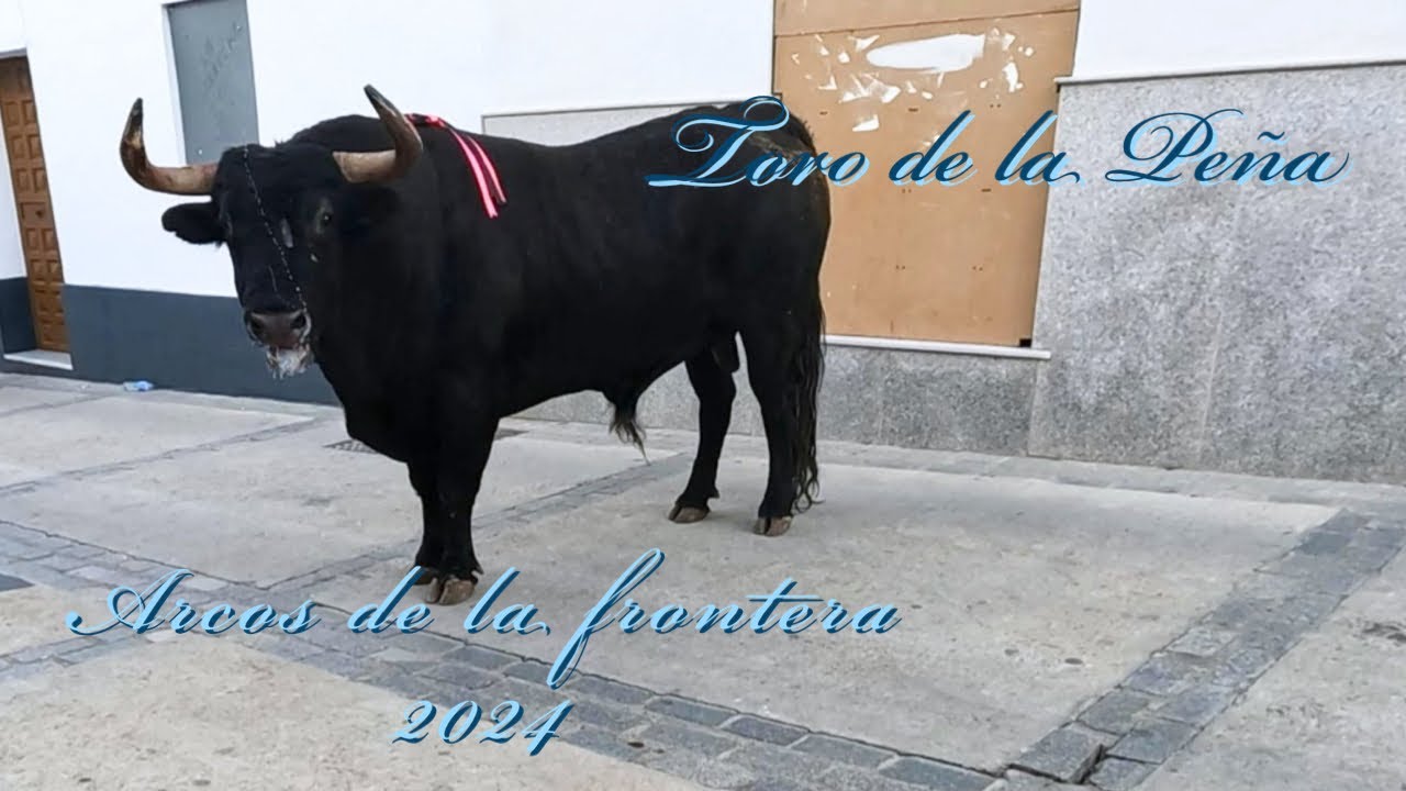 1 Toro de la Peña arcos de la frontera