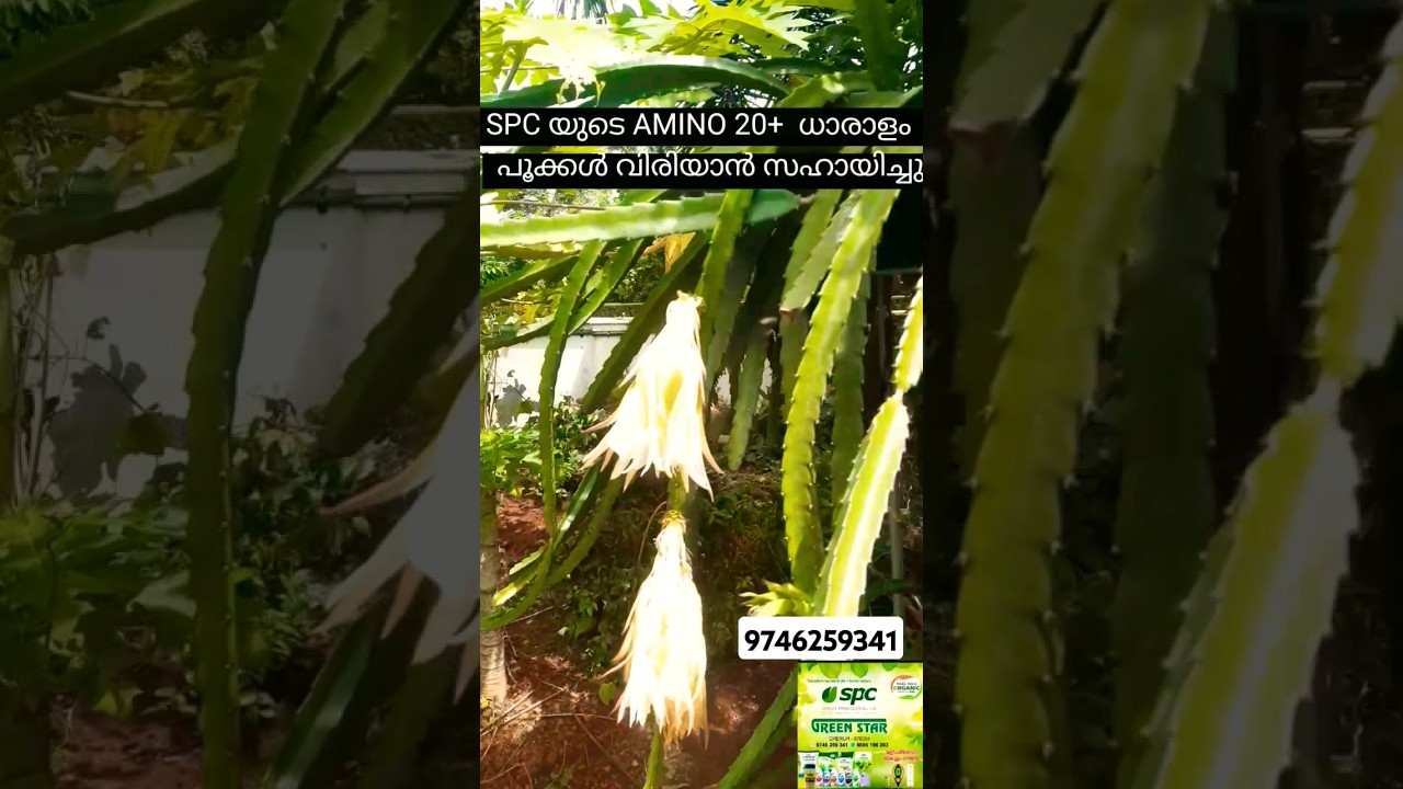 SPC 🍀🍀🍀എസ് പി സി യുടെ Amino20+ കൊടുത്തപ്പോൾ ഒരുപാട് പൂവിടാൻ സഹായിച്ചു #coconut #agriculture