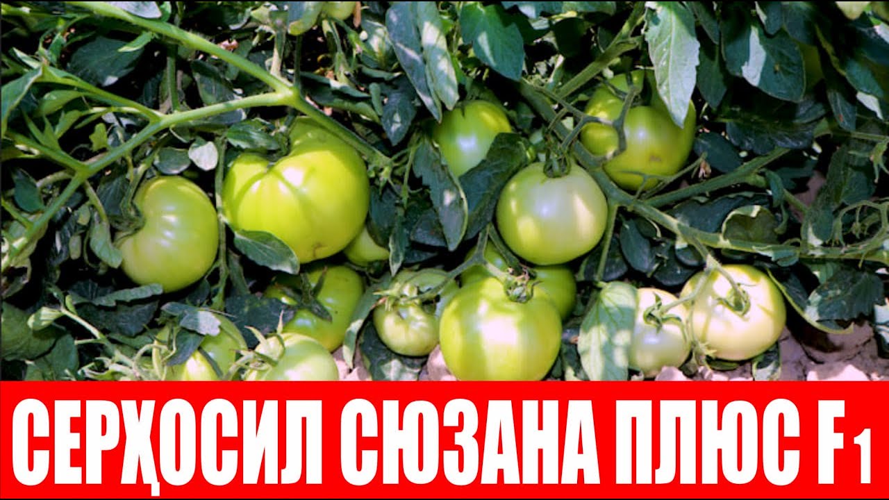 Сюзана Плюс F1: Энг муҳими касалликларга ва иссиққа чидамли дурагай (Tomato Suzana Plus F1-Sakata)