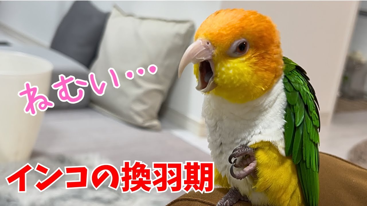 換羽はつらいよ…最近現れた変化【シロハラインコ】