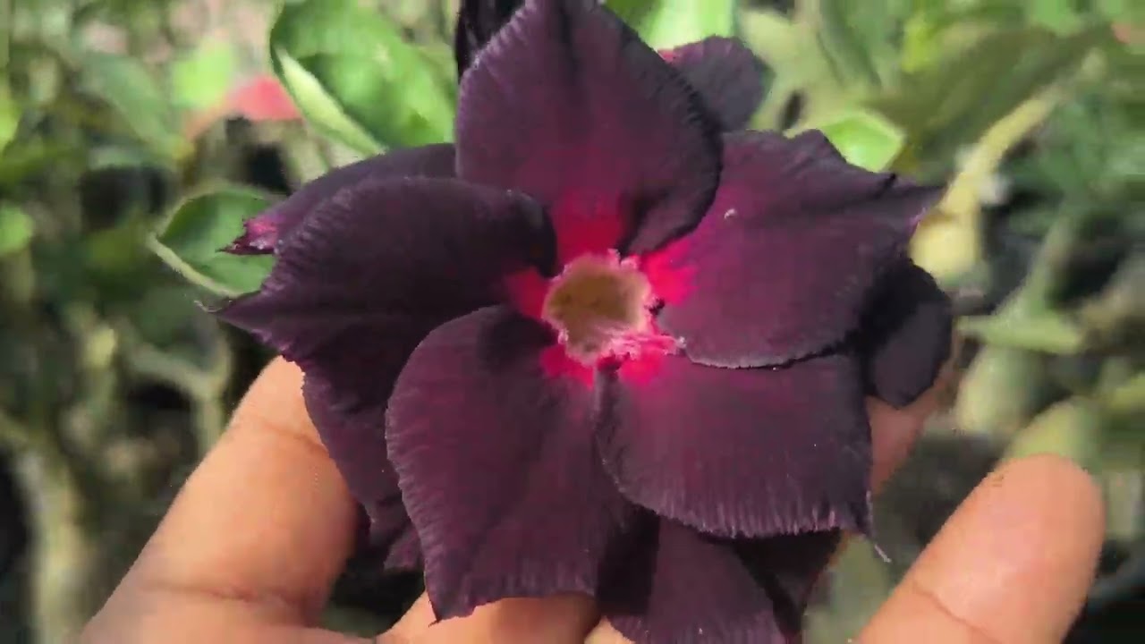 Separando as rosa do deserto 😍