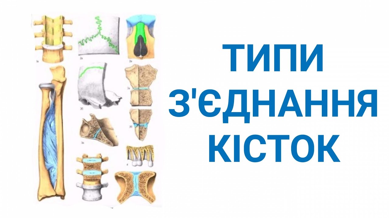 Типи з'єднання кісток