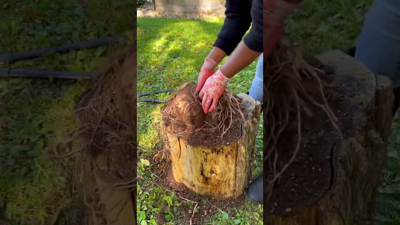 How to overwinter Elephant Ear Plants | Fall Gardening
