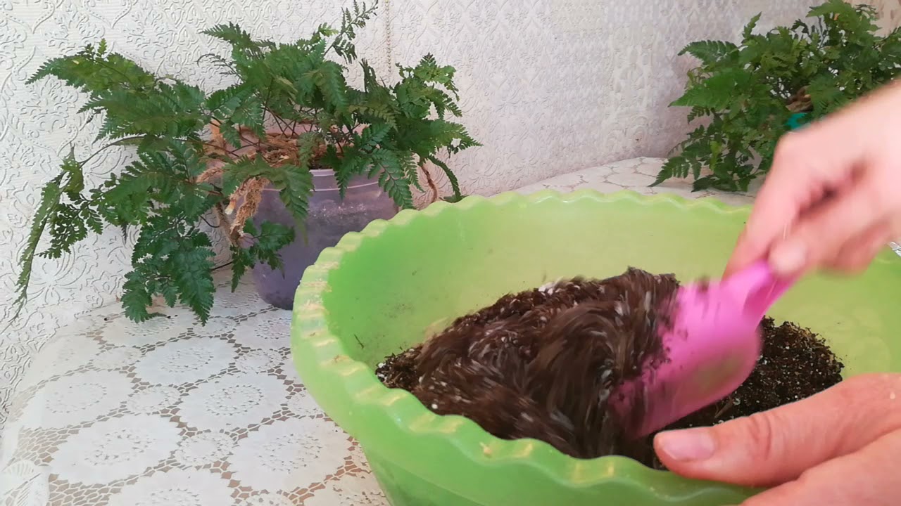 Даваллия хумата. Деление кустика.