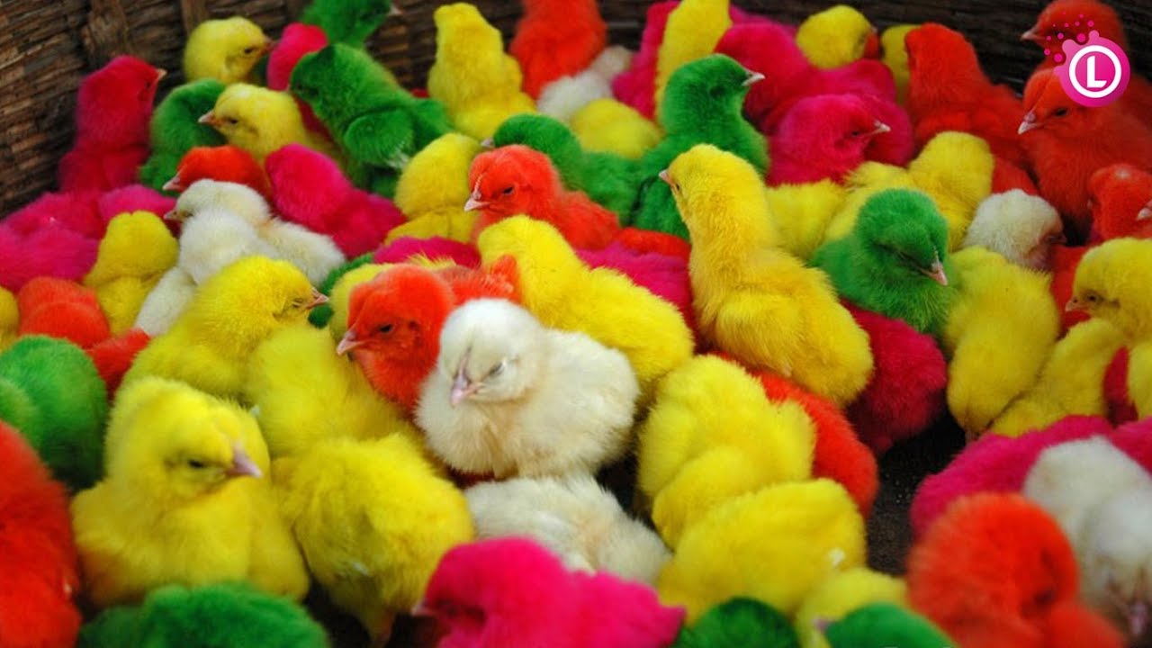 Many Coloured Chicken Baby, Coloured Chicks, Baby Chicken | Our Lifestyle