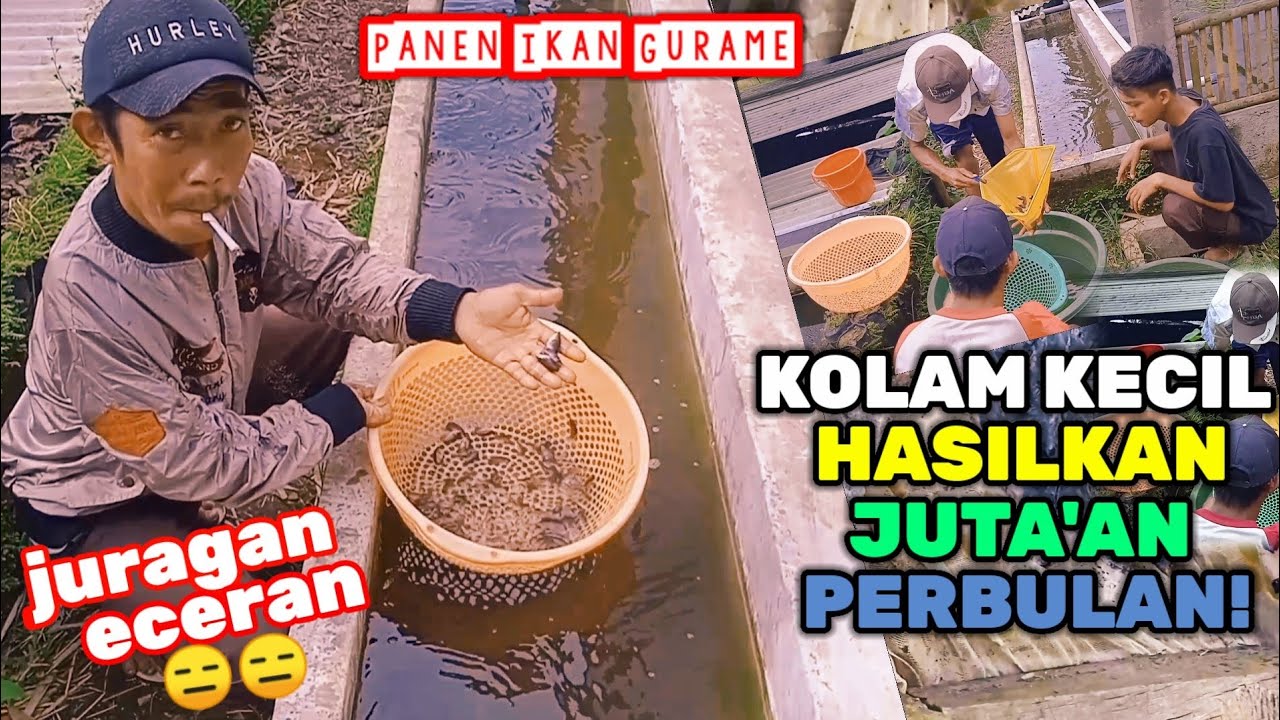 FINISH‼️HARI KE 60 - PANEN IKAN GURAME DI KOLAM KECIL