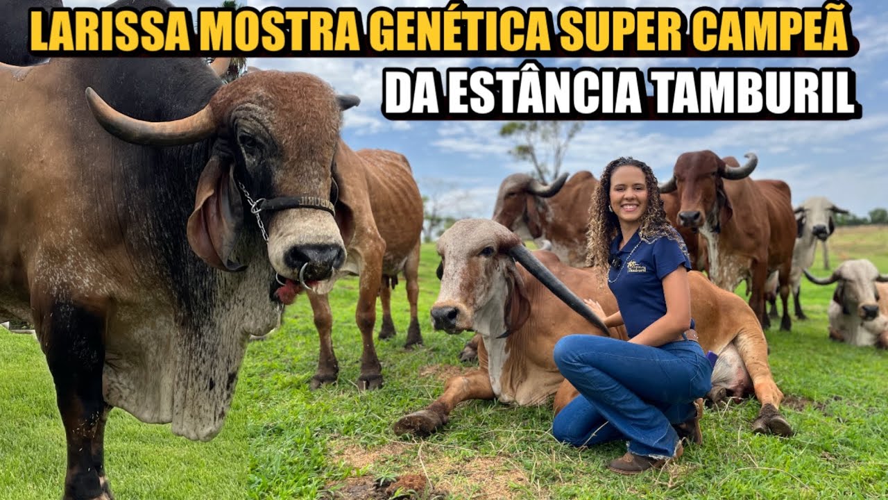OS ANIMAIS DE MILHÕES COM ALTA GENÉTICA DE LEITE