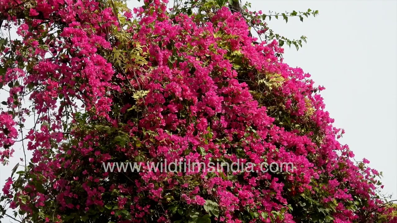 Brilliant Bougainvillea flowers in red, whites and oranges some fifty feet up teak trees in Delhi