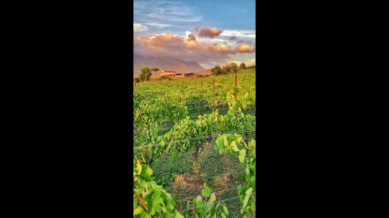 🍇 nel vigneto di Aglianico Cesco di Nece @CantineMustilli l'invaiatura &egrave; quasi al 100%