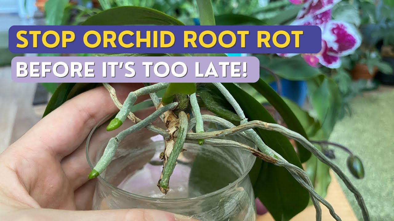 How to Save a Wilted Orchid