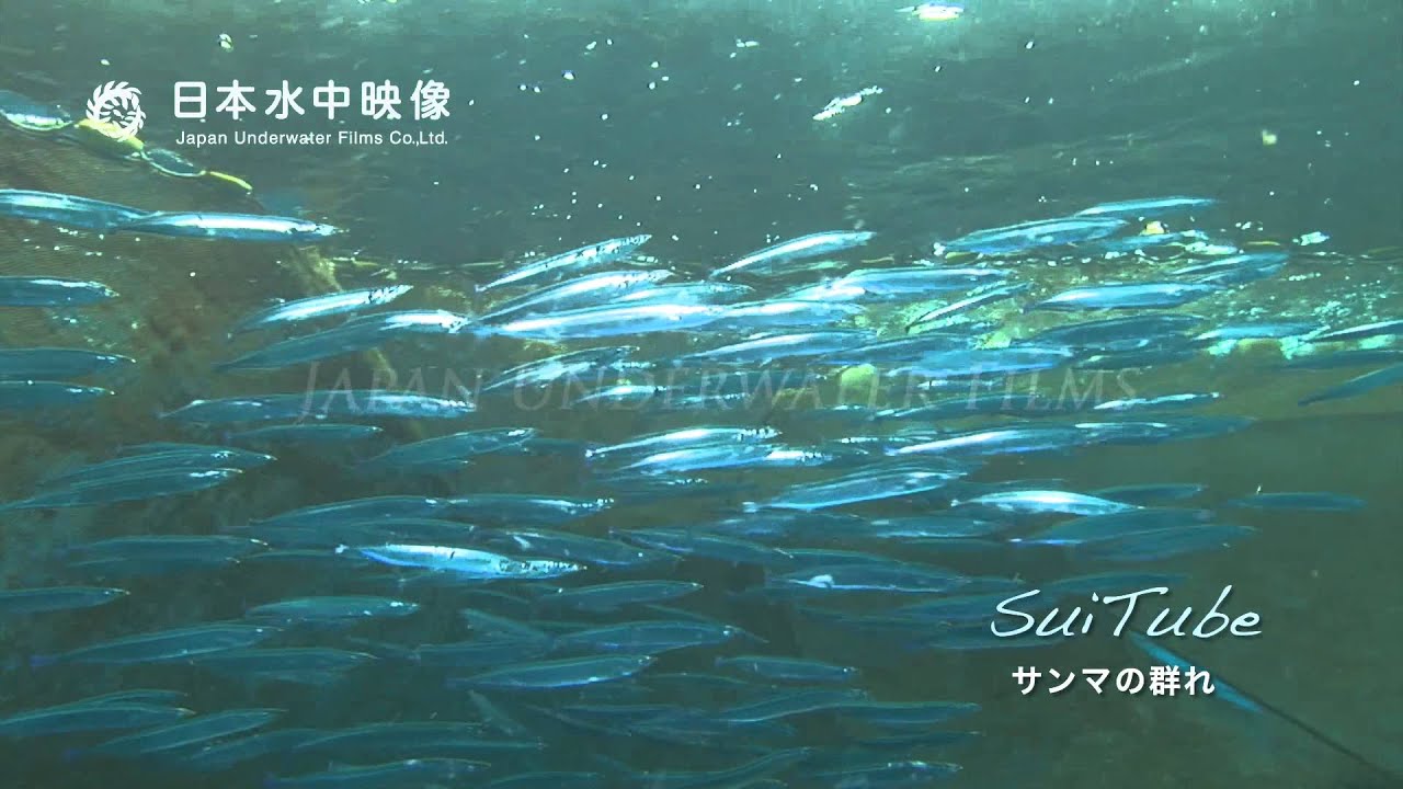 サンマの群れ　秋の魚 秋刀魚！　School of Pacific saury(underwater video). suitube7!