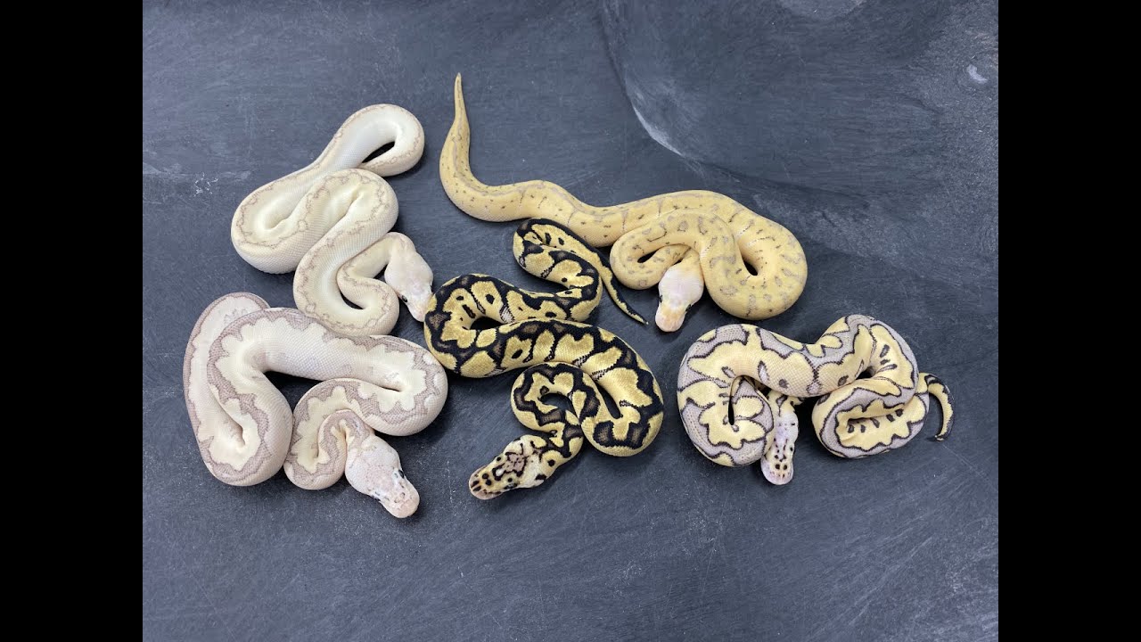 Crazy Ball Python Egg-Laying Season!  254 clutches already?!