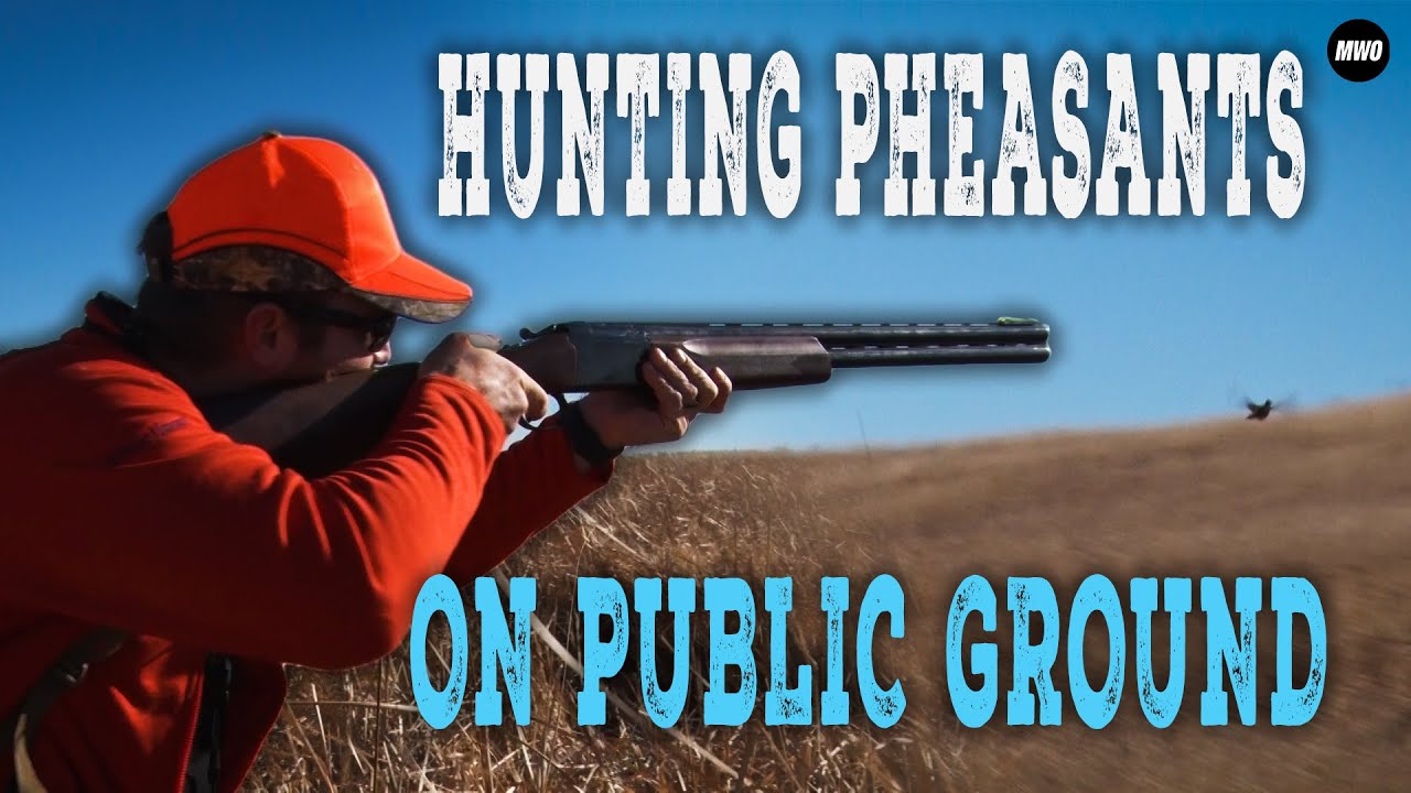 SD Pheasant на общественной земле