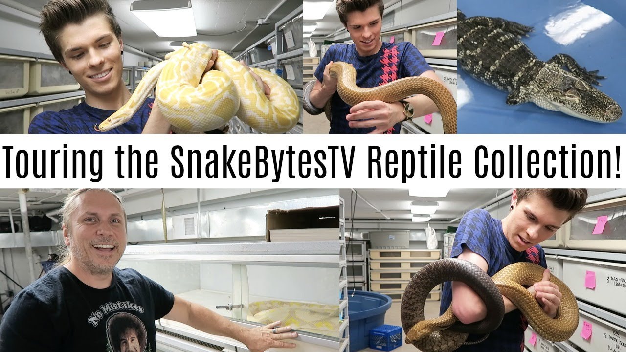 Touring the SnakeBytesTV Reptile Collection! w/ Brian Barczyk