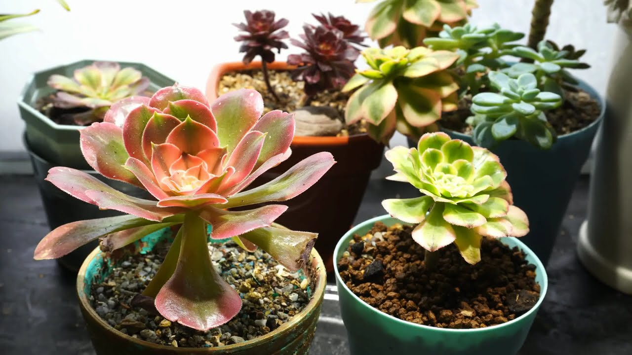 How to help Aeonium New Branches Grow Faster #aeonium #plantcare #succulents