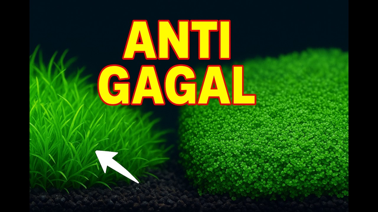 7 Tanaman Karpet Aquascape Low CO2 Terbaik Untuk Pemula!