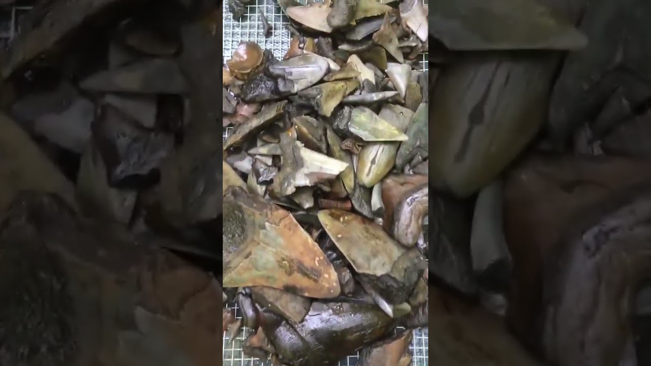 2 hours of shark tooth hunting
