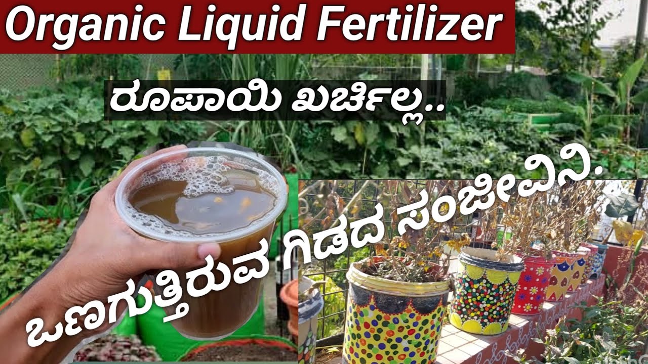 ರೂಪಾಯಿ ಖರ್ಚಿಲ್ಲ/ಬೇಸಿಗೆಯಲ್ಲಿ ಗಿಡಕ್ಕೆ ತಂಪಾದ ಈ ಜ್ಯೂಸ್ ಹಾಕಿ/how to make Organic liquidfertilizer at home