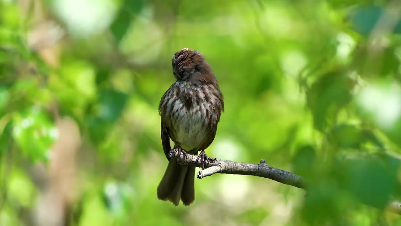 10 Minutes of Non-Stop Birds – Relax, Enjoy & Admire Nature! 🐦🌿