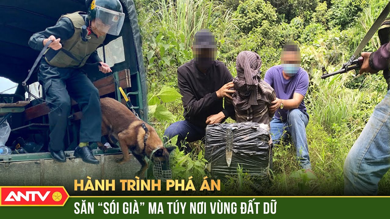 Công an ‘nằm gai nếm mật’ bắt sống ‘sói già’ ma túy vùng biên ải | Hành trình phá án | ANTV