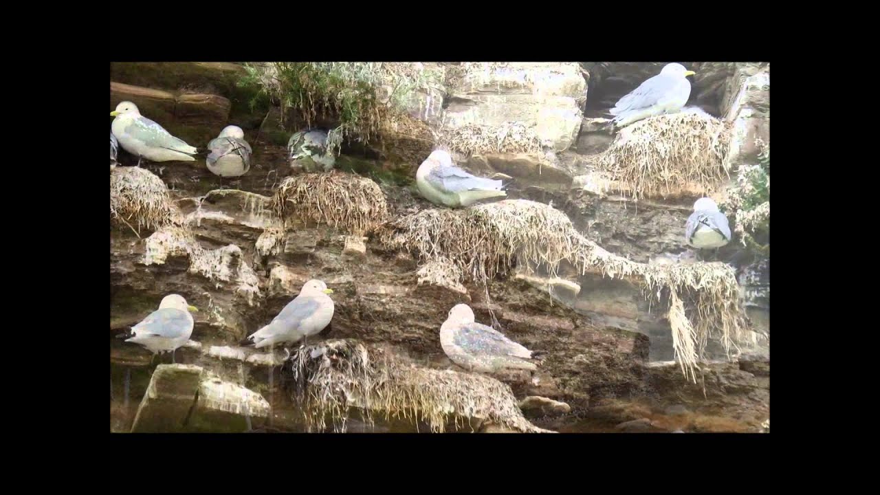 Kittiwake's colony in Ekkeroy