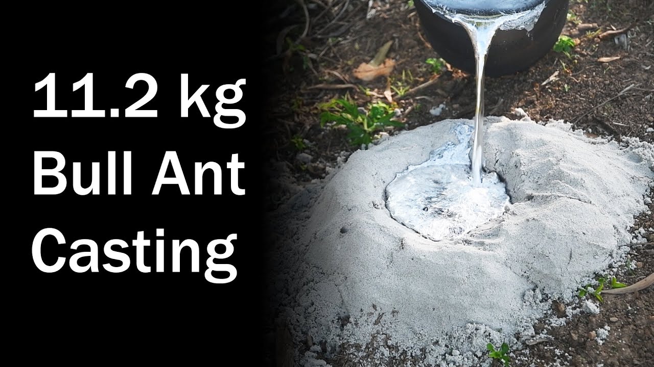 11.2 kg (24.7 lb) Aluminum Casting of a Jumping Jack Bull Ant Nest - M nigrocinta - Brooloo 20181027