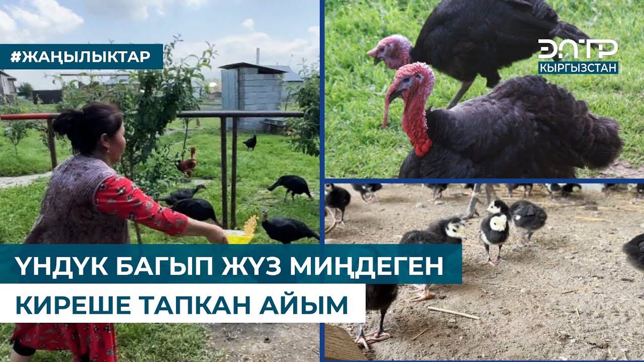 ҮНДҮК БАГЫП ЖҮЗ МИҢДЕГЕН КИРЕШЕ ТАПКАН АЙЫМ