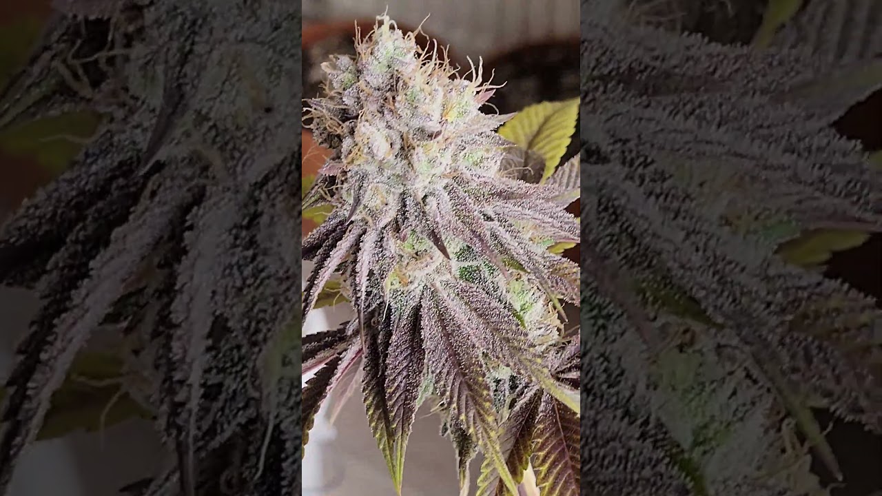 Papaya Frosting, 72nd day #barneysfarm #harvest #buds