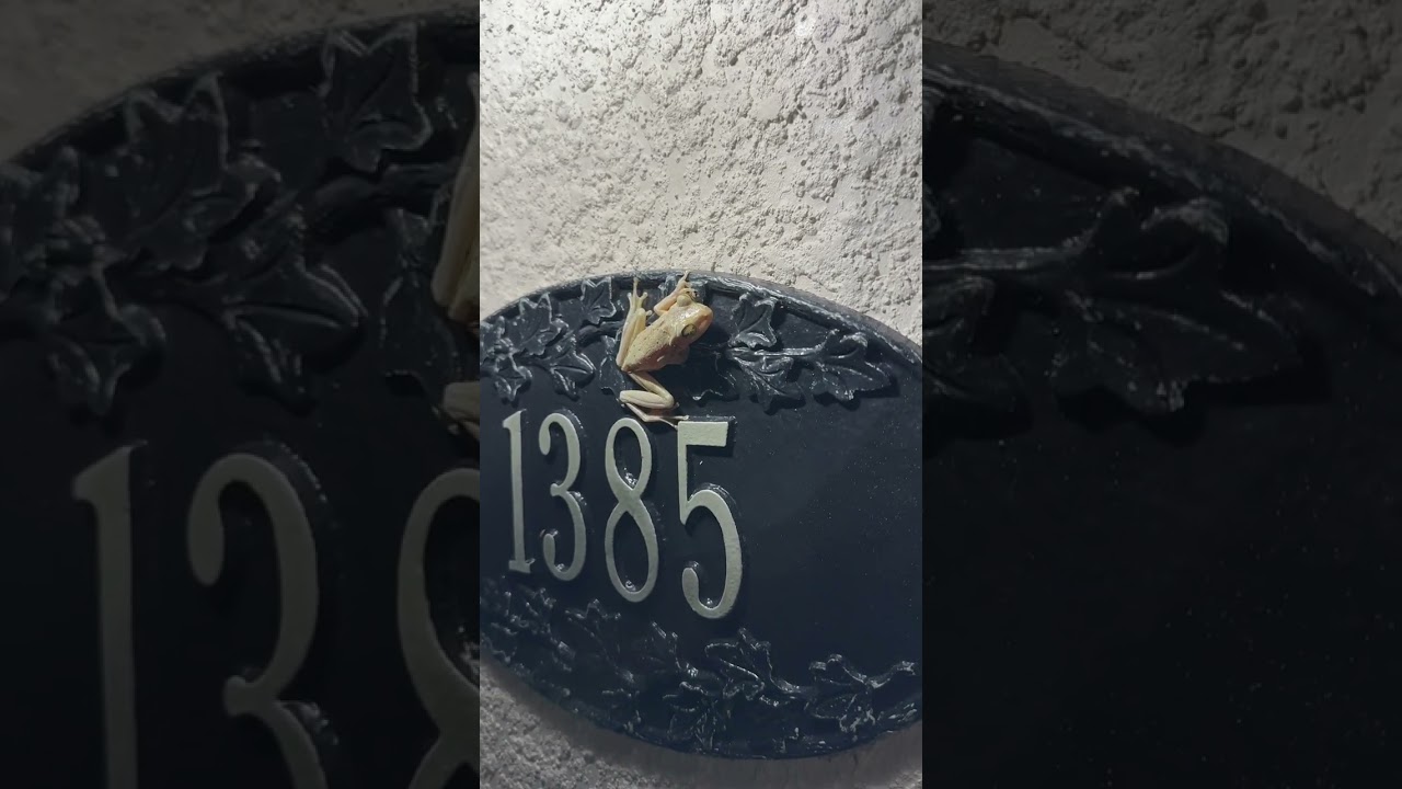Frogs