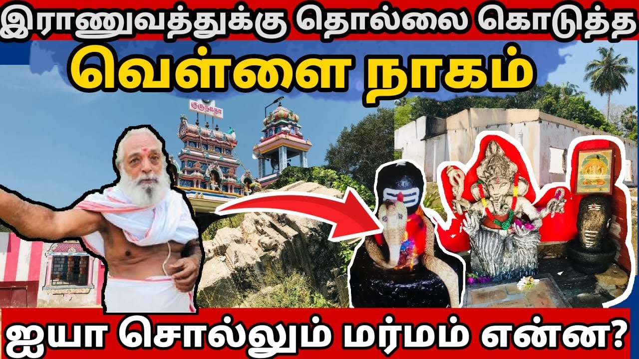 காங்கேசன்துறை இராணுவத்தினருக்கு தொலை கொடுத்த வெள்ளை நாகம்