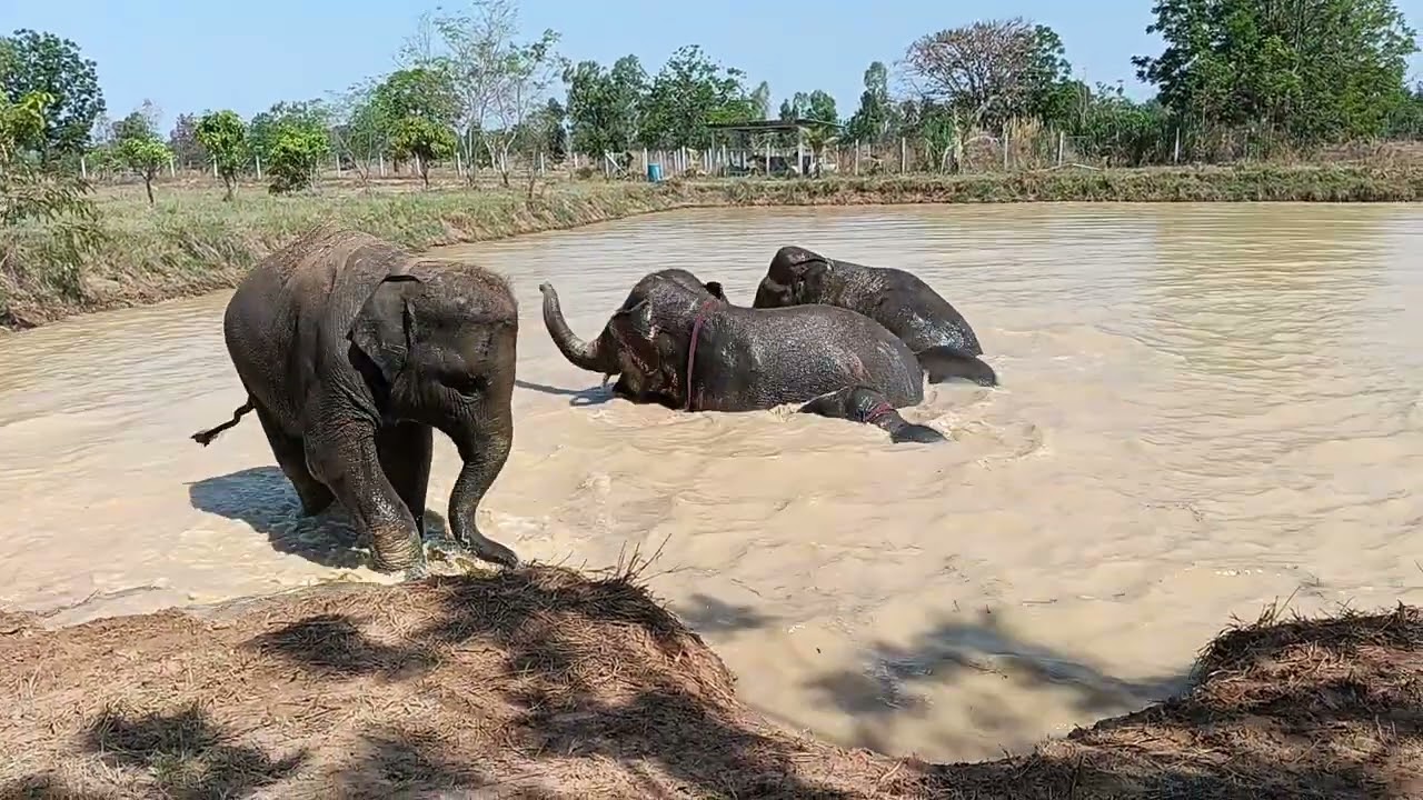 ใบบุญก๊าซธรรมชาติบ้านไร่