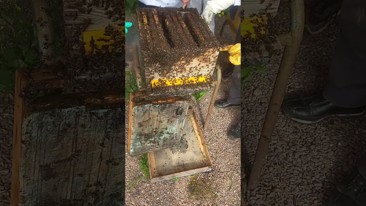 Checking on and feeding the bees in winter 🐝🐝🐻‍❄🌞🌴🍵🔨 part 1
