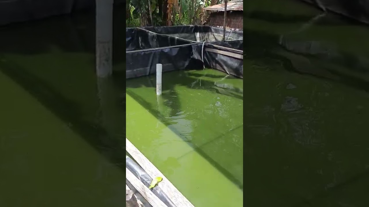 Terpal Kolam ikan HDPE GEOMEMBRAN 300Micron teruji kualitasnya bertahan sampai 7Th pemakaian