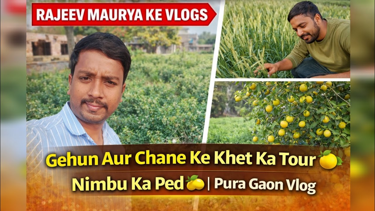 Gehun Aur Chane Ke Khet Ka Tour 🌾 | Nimbu Ka Ped 🍋 | Pura Gaon Vlog