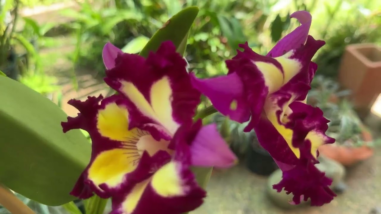 ГИБРИДЫ КАТТЛЕЙ ЦВЕТУТ. МОЙ УХОД ЗА ПРИРОДНЫМИ КАТТЛЕЯМИ РАЗНЫХ ВИДОВ. News about my orchids