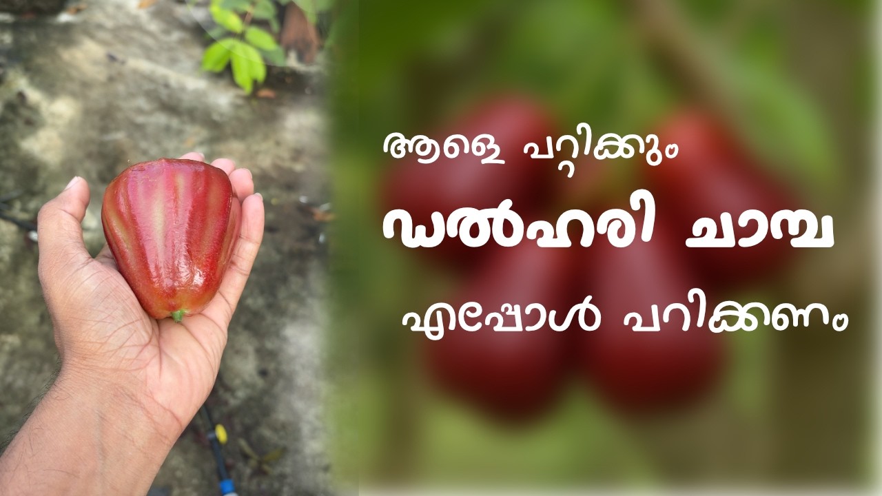 മധുരമൂറും ഡൽഹരി ചാമ്പ എപ്പോൾ പറിക്കണം | Delhari Chamba |Water Apple |Wax Apple #youtubevideo #shorts
