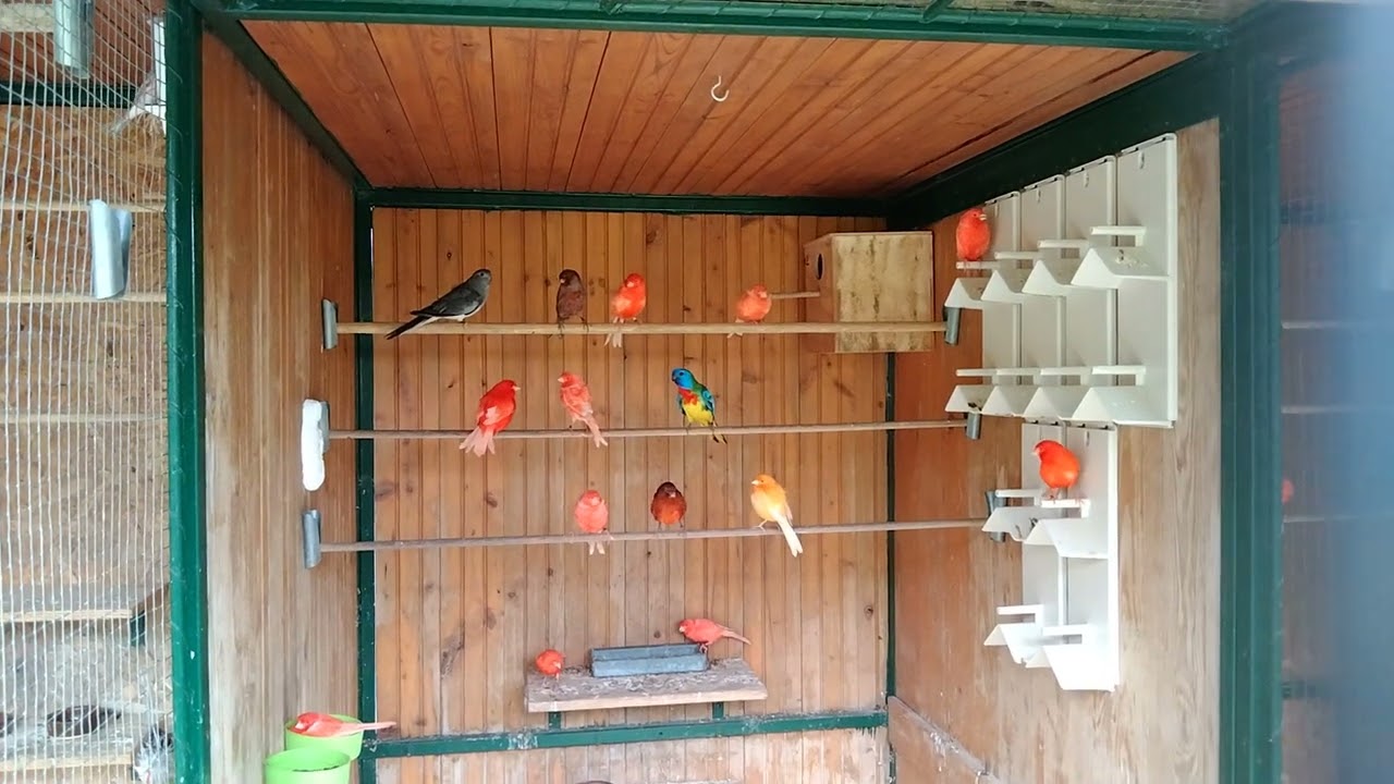 Ptáci ve voliéře 2022