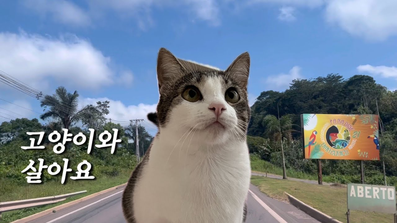 Vlog | 🐈브라질리언 고양이와 함께사는 직장인 브이로그 | 애교쟁이 고양이를 사랑해 | 계곡나들이를 다녀왔어요