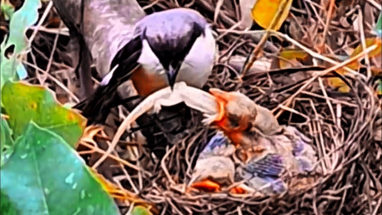 INDUK GOBLOK, MAKANAN UNTUK MEMBUNUH BAYI BURUNG
