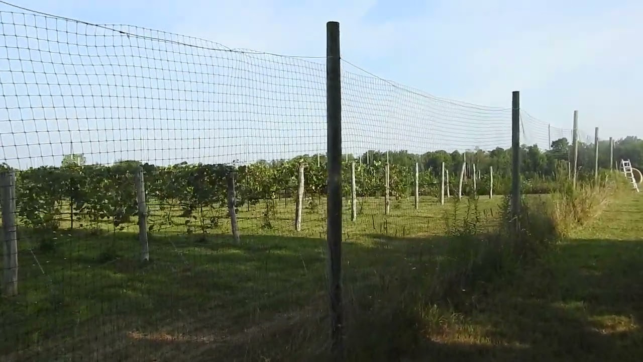 Plastic vs Metal Deer Fencing