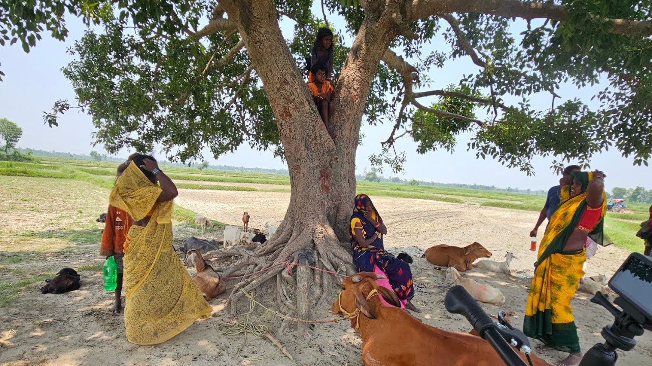 Bihar&rsquo;s Hidden Village Under the Trees 🇮🇳 | Discovering Bihar | Beautiful Village life bihar 