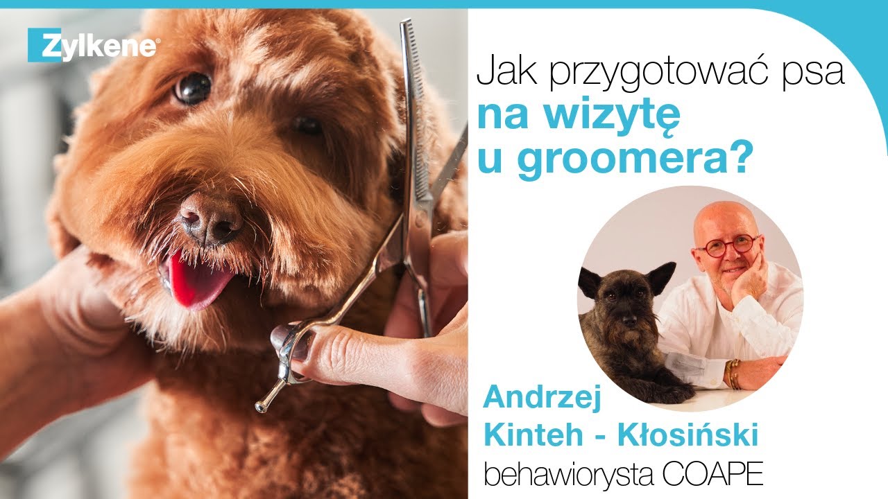 Jak przygotować psa do wizyty u groomera? Andrzej Kinteh-Kłosiński