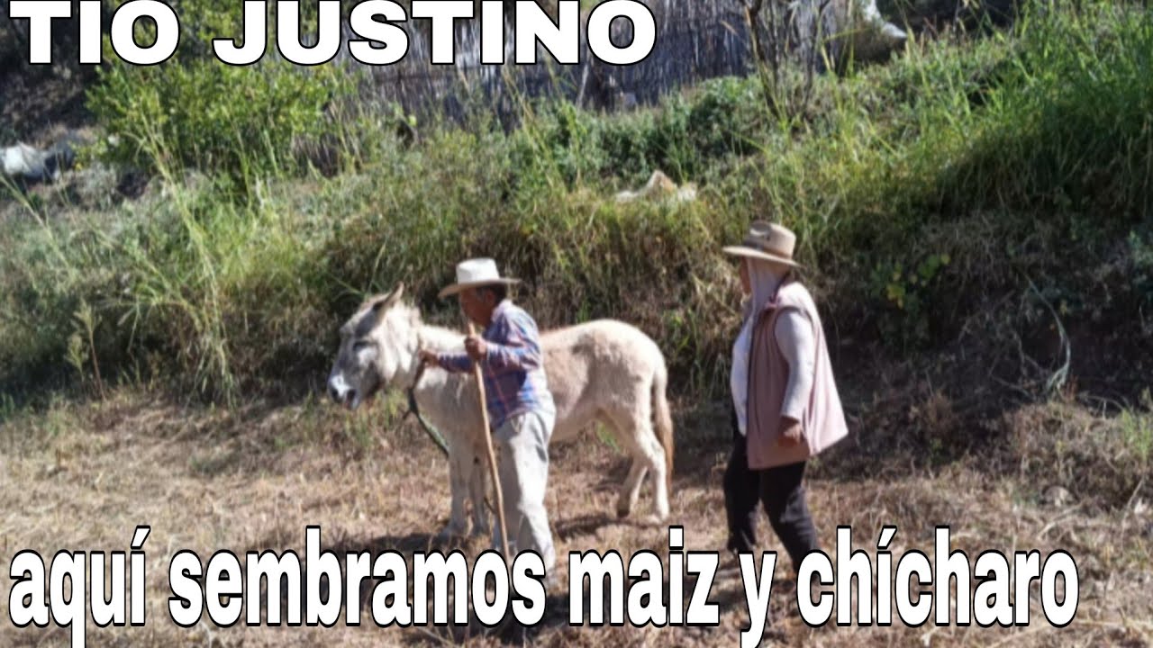 Aquí vivimos muy felices. Sembrando milpa y chícharo..