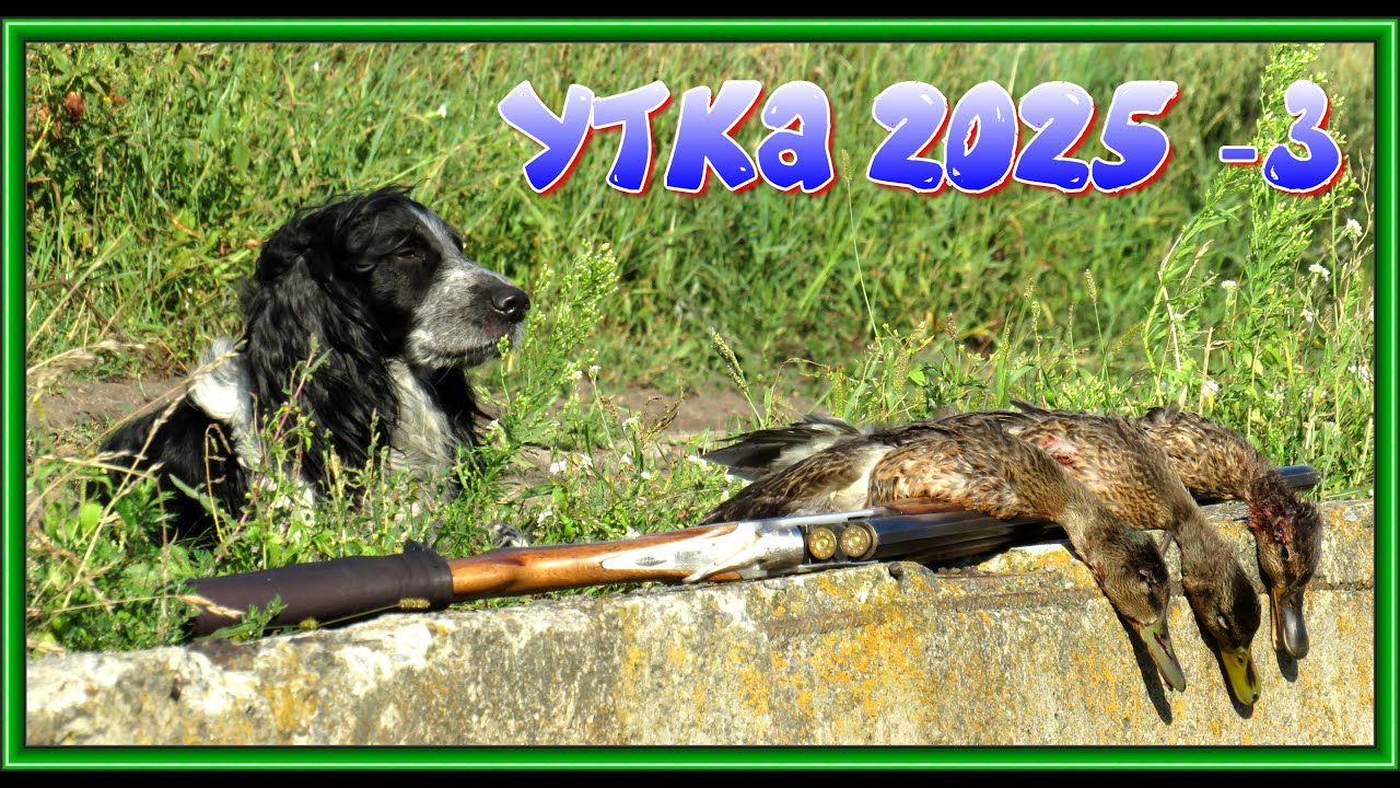 ОХОТА НА УТКУ!Та же канава через день.Утка ЕСТЬ?ПРОВЕРИМ!
