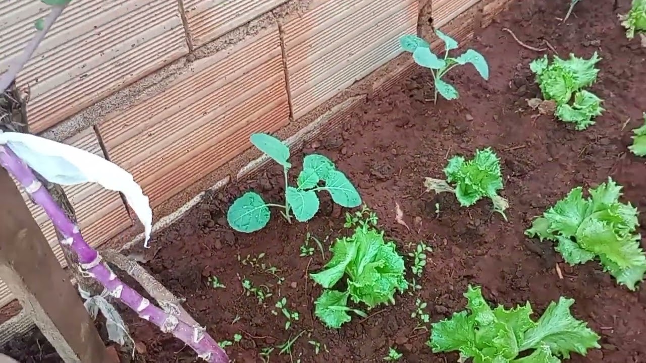 Olha como tá minha Ortinha 🥒🥬🥦