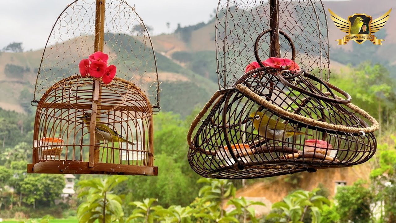 Quay Video Bẫy Đấu Khuyên Bằng Điện Thoại Và Nhận Máy Quay Zoom 90x Mới - Pleci Bird Trap | KTB