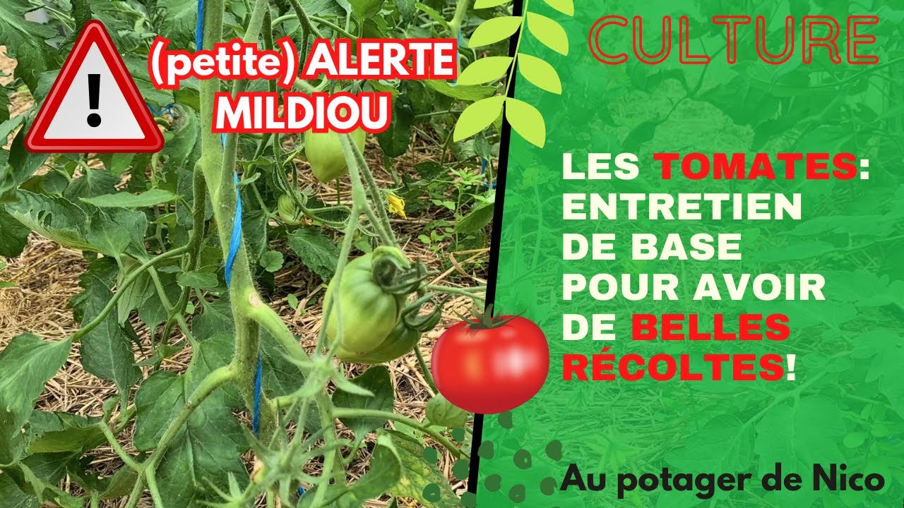Les tomates, entretien courant pour de belles récoltes. Le mildiou est là...