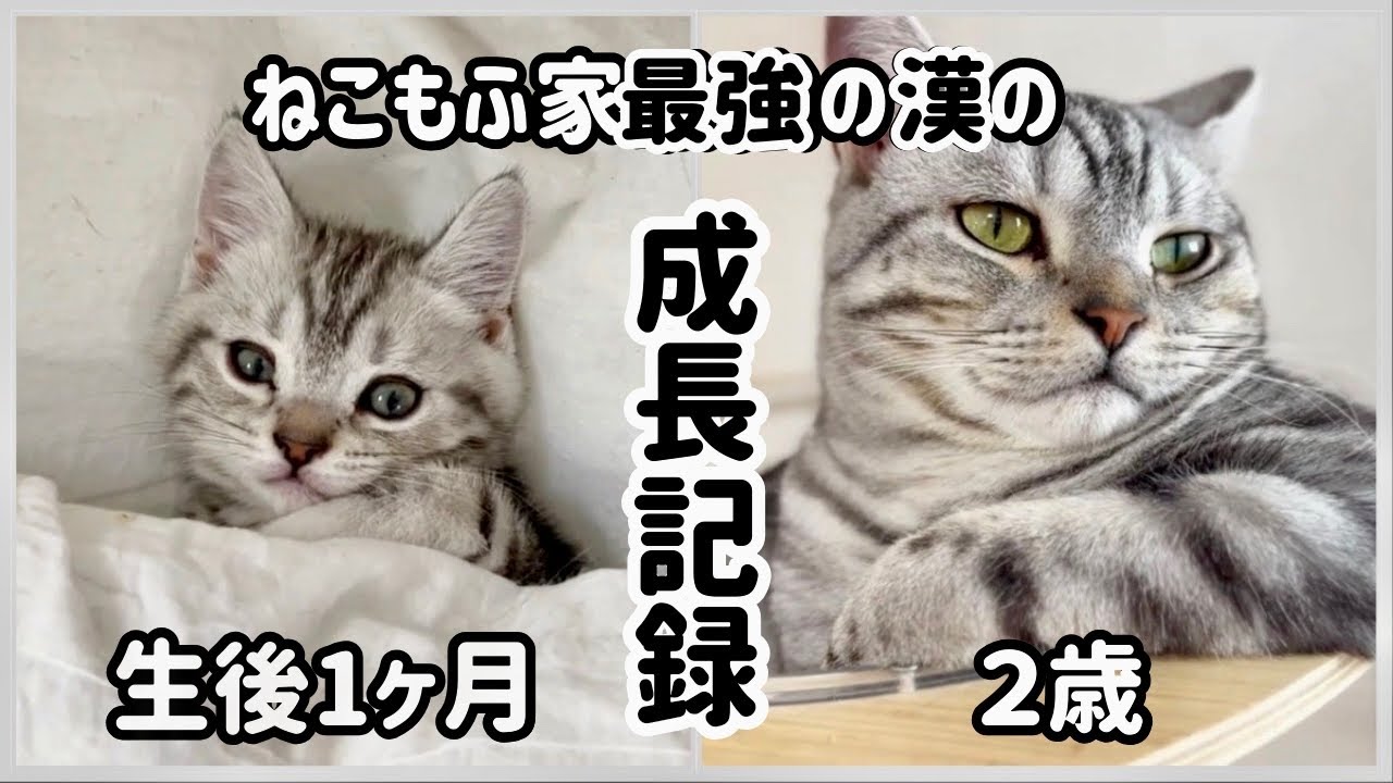 ねこもふ家最強の男の2年間の成長記録です！ #子猫 #ねこもふ生活