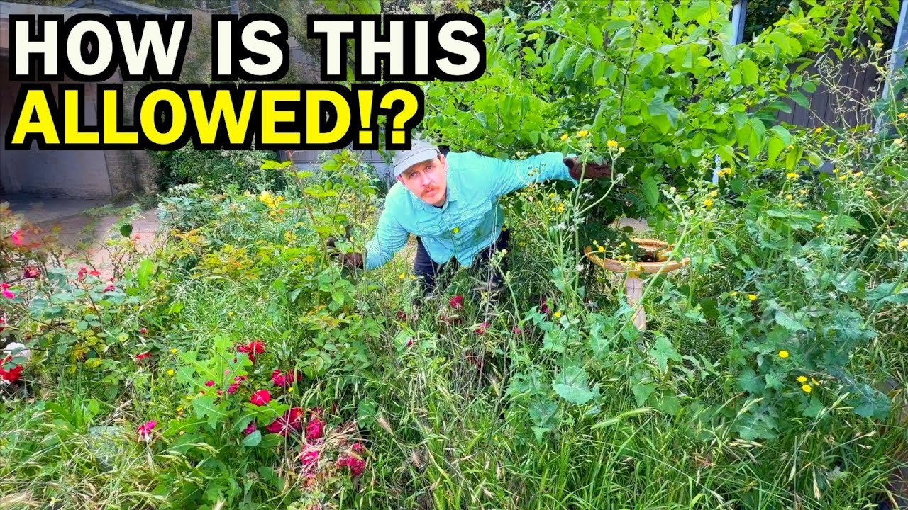 This Yard Was a DISASTER – But Look at It Now!