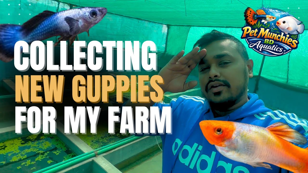Collecting New Guppies For my Guppy Farm | Guppies 